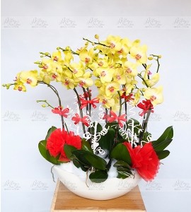 CHẬU LAN HỒ ĐIỆP THUẬN BUỒN XUÔI GIÓ 24K9999 HD081
