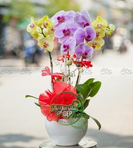 Chậu Lan Hồ Điệp 3 Nhánh Vàng & Hồng HD073