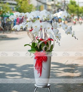 CHẬU LAN HỒ ĐIỆP TRẮNG 8 CÀNH HOA HD074
