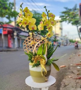 Chậu Lan Hồ Điệp 4 Nhánh Vàng HD087