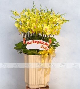 CHẬU LAN HỒ ĐIỆP VÀNG 34 CÀNH HOA HD098