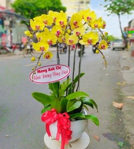 CHẬU LAN HỒ ĐIỆP VÀNG 5 CÀNH HD100