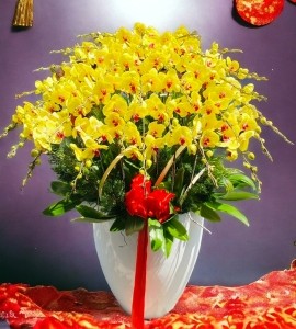 Chậu Lan Hồ Điệp 50 Cành HD155