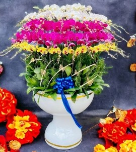 Chậu Lan Hồ Điệp 50 Cành HD157