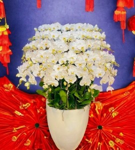 Chậu Lan Hồ Điệp 50 Cành HD156