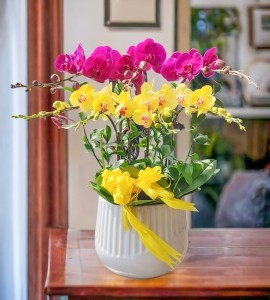 Chậu Lan Hồ Điệp 7 Cành HD158