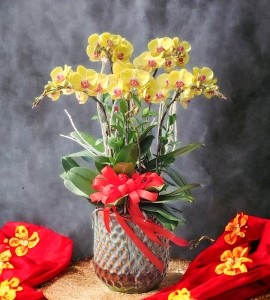 Chậu Lan Hồ Điệp Vàng HD153