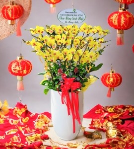 Chậu Lan Hồ Điệp Vàng HD076